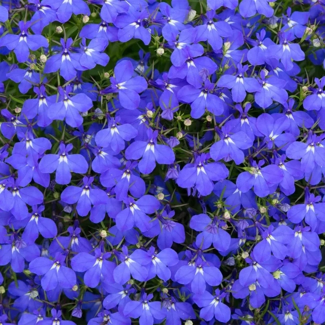 Lobelia en Pot – Image 3