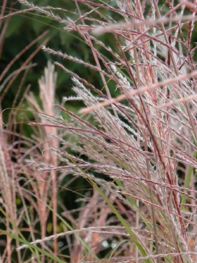 Miscanthus Sinensis (Variétés)