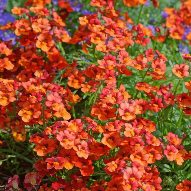 Nemesia en Pot (Mix) – Image 6