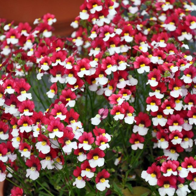 Nemesia en Pot (Mix) – Image 4