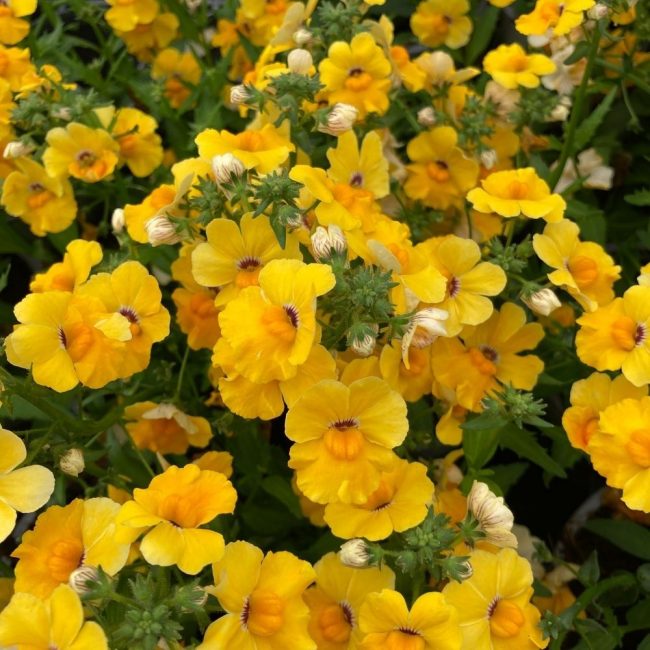 Nemesia en Pot (Mix) – Image 5