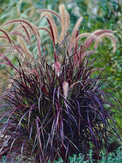 Pennisetum Setaceum 'Rubrum'