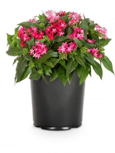 Pentas en Pot (Mix)