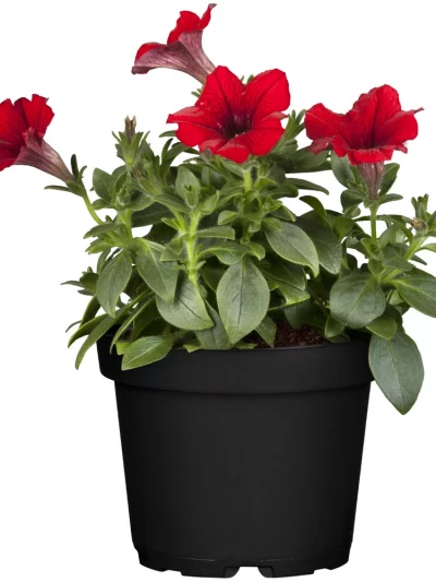 Pétunia en Pot (Mix)