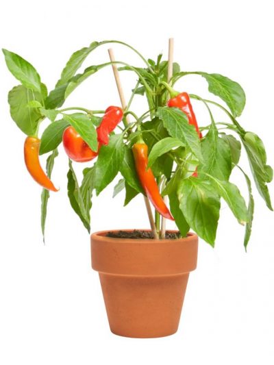 Piment (Mix)