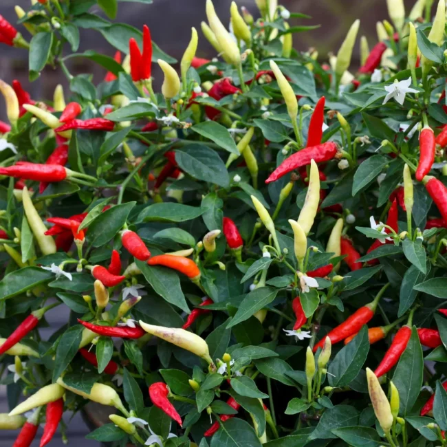 Piment (Mix) – Image 3