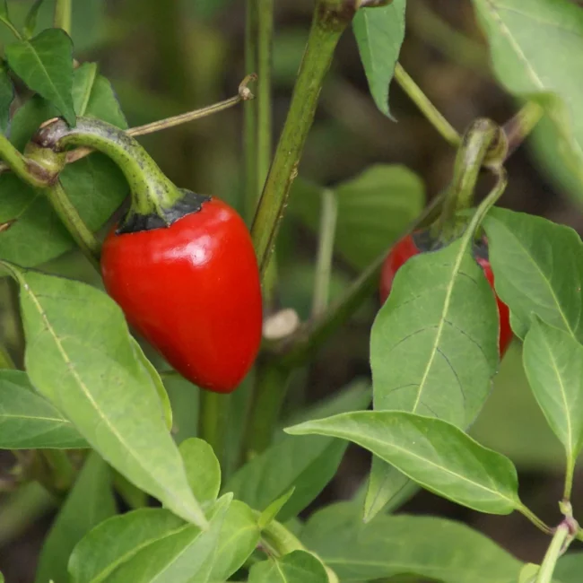 Piment (Mix) – Image 2