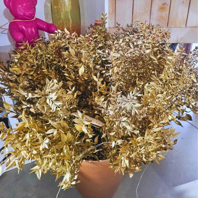 Ruscus (Botte)