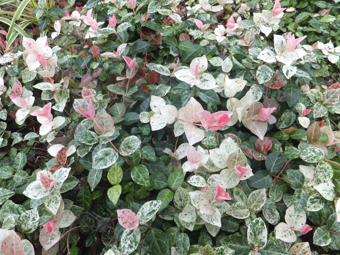 Trachelospermum 'Tricolor' – Image 4