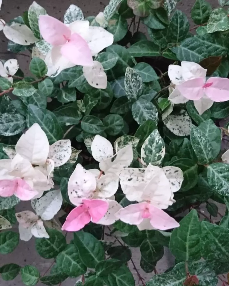 Trachelospermum 'Tricolor' – Image 2