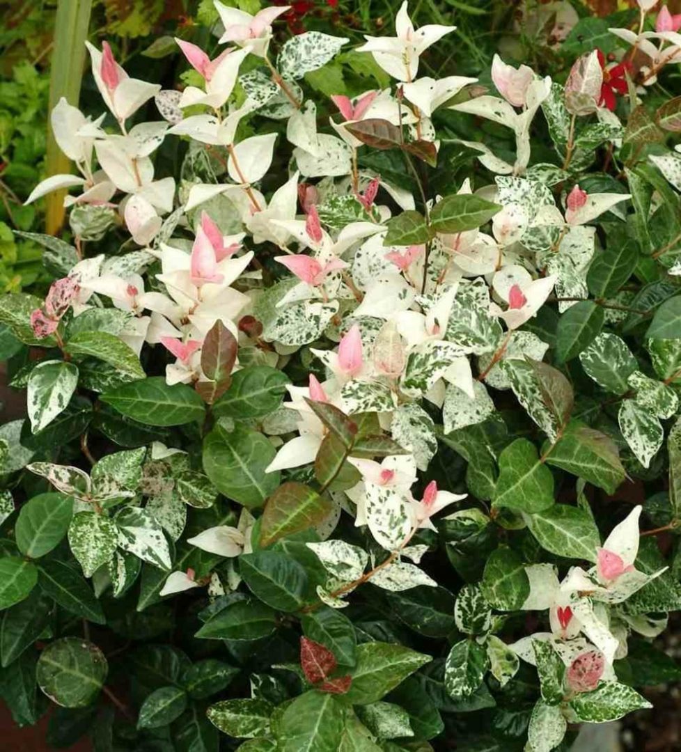 Trachelospermum 'Tricolor' – Image 3