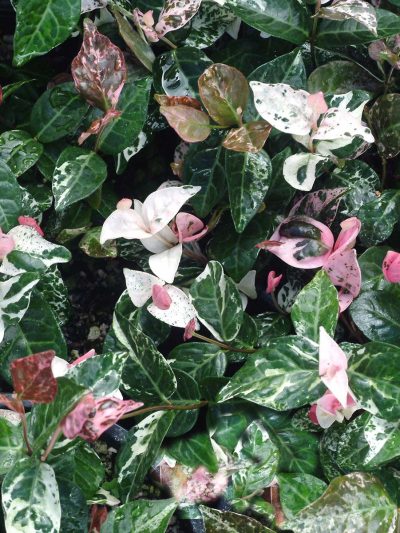 Trachelospermum 'Tricolor'