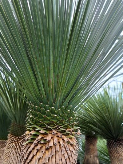 Yucca Rostrata