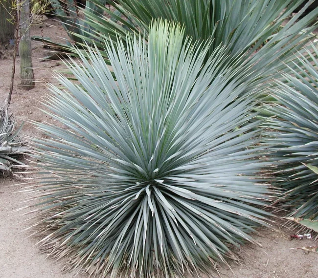 Yucca Rostrata – Image 3