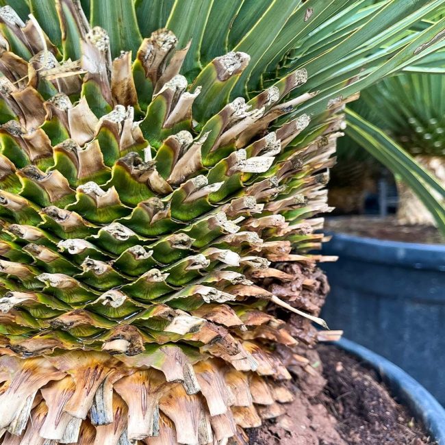 Yucca Rostrata – Image 2