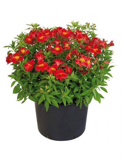 Lys des Incas – Alstroemeria en Pot (Mix)