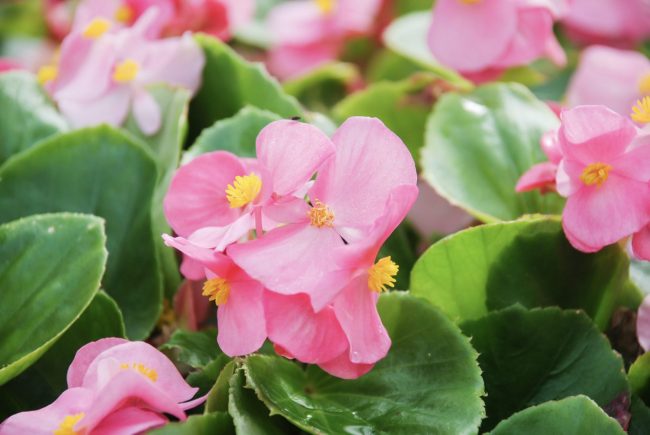 Bégonia en Pot (Mix) – Image 4