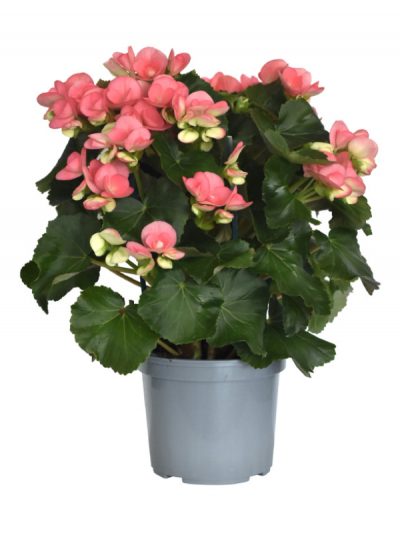 Bégonia en Pot (Mix)