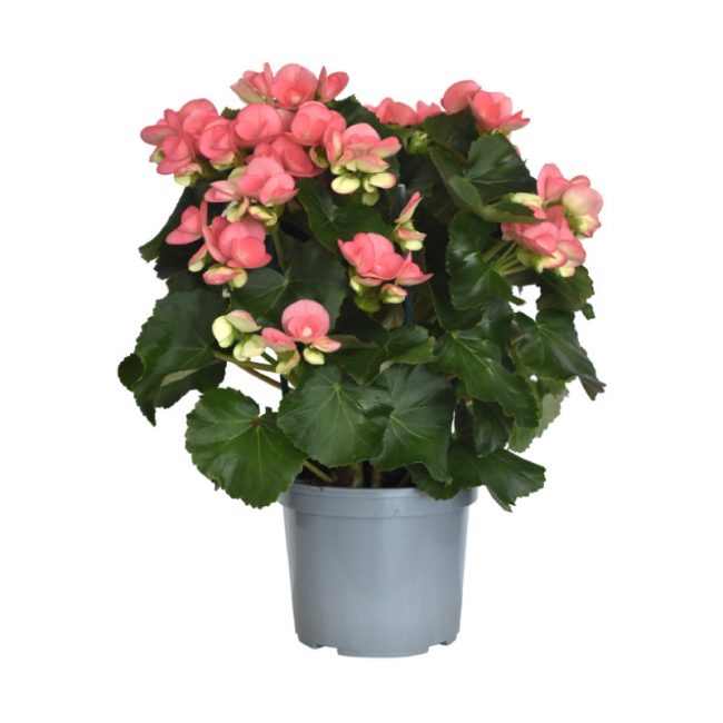 Bégonia en Pot (Mix)