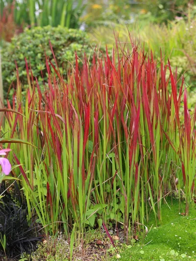 Imperata Cylindrica 'Red Baron'