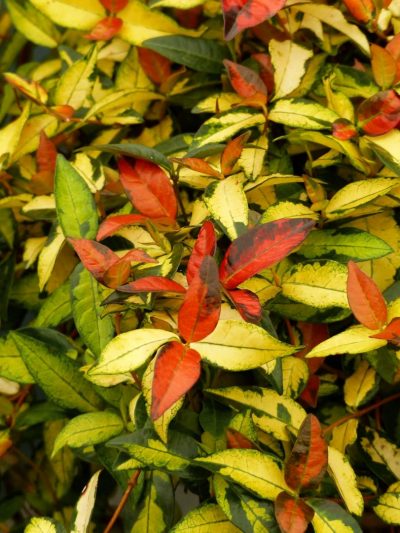 Trachelospermum 'Summer Sunset'