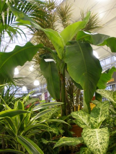 Bananier Plantain – Musa Paradisiaca